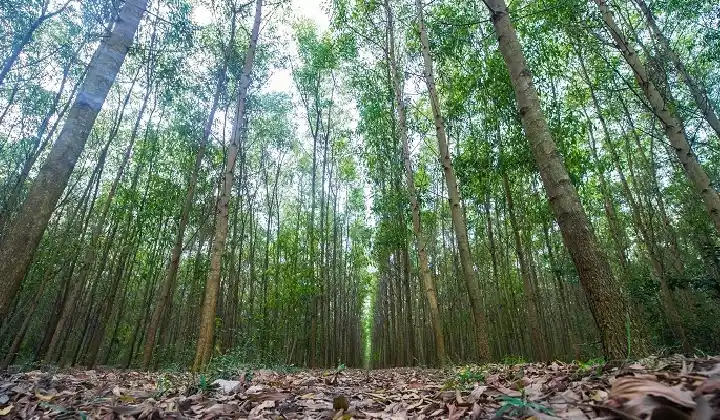 Ảnh đại diện bài viết: Thái Nguyên đang thực hiện tốt công tác quản lý, bảo vệ rừng