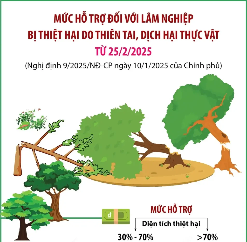 Ảnh đại diện - Mức hỗ trợ đối với lâm nghiệp bị thiệt hại do thiên tai, dịch hại thực vật từ 25_2_2025
