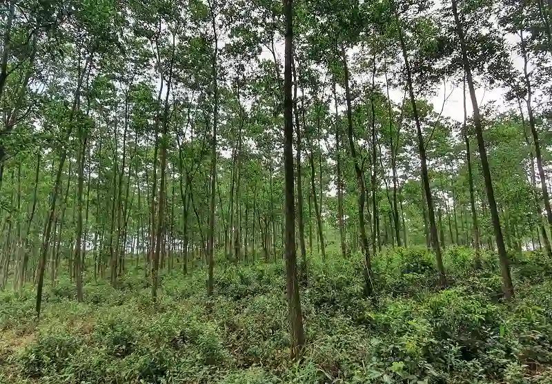 Ngành gỗ phát triển bền vững từ vùng nguyên liệu