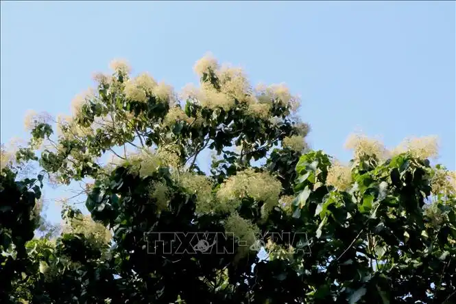 Khám phá rừng cây gỗ Báng Súng vào mùa hoa - Ảnh 3